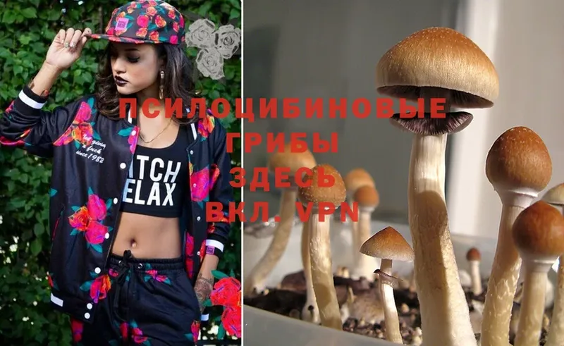 купить наркотики сайты  Мураши  Псилоцибиновые грибы Psilocybine cubensis 